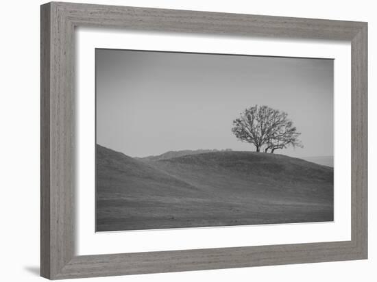 Lone Oak on Hillside, Petaluma California-null-Framed Photographic Print