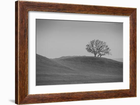 Lone Oak on Hillside, Petaluma California-null-Framed Photographic Print