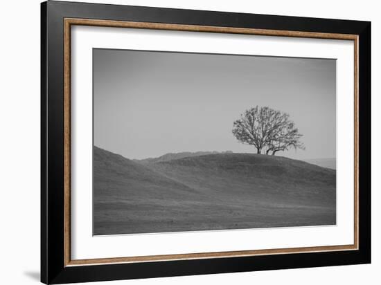 Lone Oak on Hillside, Petaluma California-null-Framed Photographic Print