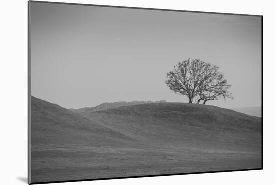 Lone Oak on Hillside, Petaluma California-null-Mounted Photographic Print