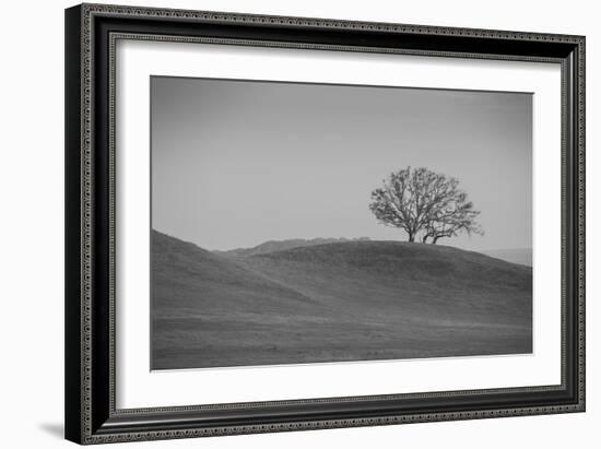 Lone Oak on Hillside, Petaluma California-null-Framed Photographic Print