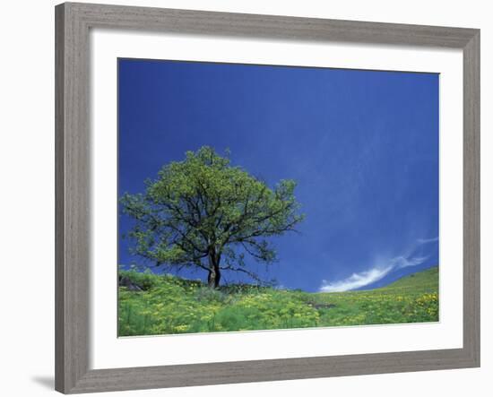 Lone Oak, Spring Greens, Washington, USA-Darrell Gulin-Framed Photographic Print