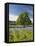 Lone Oak Standing in Field of Wildflowers with Tracks Leading by Tree, Texas Hill Country, Usa-Julie Eggers-Framed Premier Image Canvas