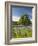 Lone Oak Standing in Field of Wildflowers with Tracks Leading by Tree, Texas Hill Country, Usa-Julie Eggers-Framed Photographic Print