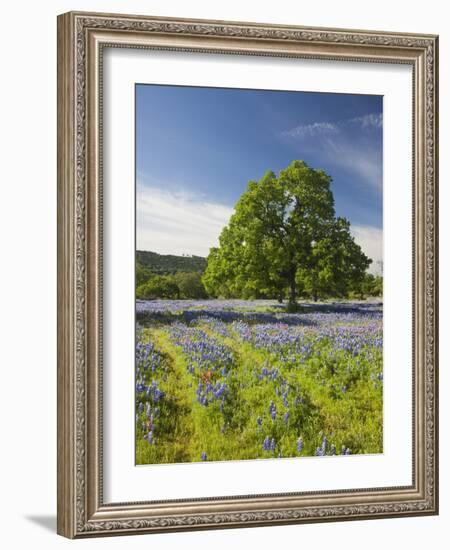 Lone Oak Standing in Field of Wildflowers with Tracks Leading by Tree, Texas Hill Country, Usa-Julie Eggers-Framed Photographic Print