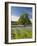 Lone Oak Standing in Field of Wildflowers with Tracks Leading by Tree, Texas Hill Country, Usa-Julie Eggers-Framed Photographic Print