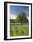 Lone Oak Standing in Field of Wildflowers with Tracks Leading by Tree, Texas Hill Country, Usa-Julie Eggers-Framed Photographic Print