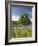 Lone Oak Standing in Field of Wildflowers with Tracks Leading by Tree, Texas Hill Country, Usa-Julie Eggers-Framed Photographic Print