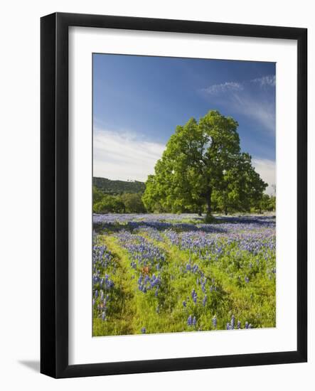 Lone Oak Standing in Field of Wildflowers with Tracks Leading by Tree, Texas Hill Country, Usa-Julie Eggers-Framed Photographic Print