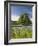 Lone Oak Standing in Field of Wildflowers with Tracks Leading by Tree, Texas Hill Country, Usa-Julie Eggers-Framed Photographic Print