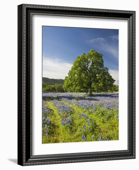 Lone Oak Standing in Field of Wildflowers with Tracks Leading by Tree, Texas Hill Country, Usa-Julie Eggers-Framed Photographic Print