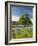 Lone Oak Standing in Field of Wildflowers with Tracks Leading by Tree, Texas Hill Country, Usa-Julie Eggers-Framed Photographic Print