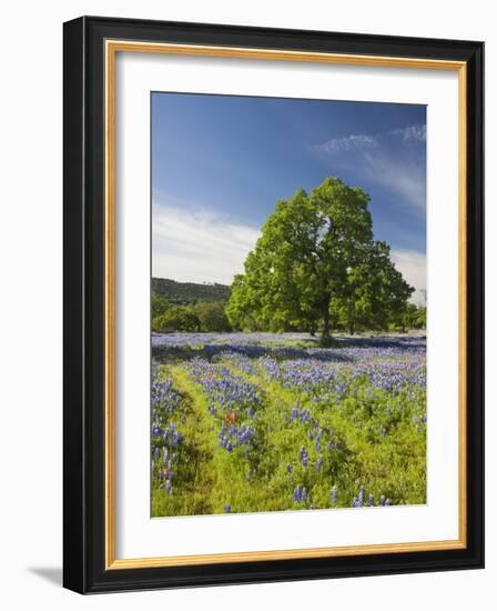 Lone Oak Standing in Field of Wildflowers with Tracks Leading by Tree, Texas Hill Country, Usa-Julie Eggers-Framed Photographic Print