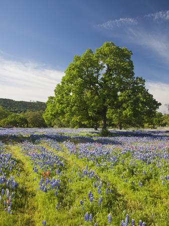 'Lone Oak Standing in Field of Wildflowers with Tracks Leading by Tree ...