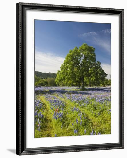 Lone Oak Standing in Field of Wildflowers with Tracks Leading by Tree, Texas Hill Country, Usa-Julie Eggers-Framed Photographic Print