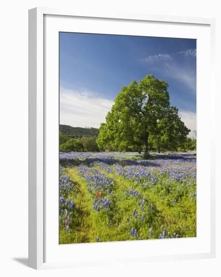 Lone Oak Standing in Field of Wildflowers with Tracks Leading by Tree, Texas Hill Country, Usa-Julie Eggers-Framed Photographic Print