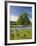 Lone Oak Standing in Field of Wildflowers with Tracks Leading by Tree, Texas Hill Country, Usa-Julie Eggers-Framed Photographic Print