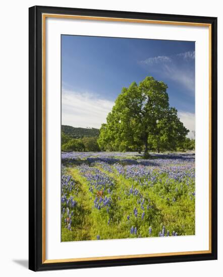 Lone Oak Standing in Field of Wildflowers with Tracks Leading by Tree, Texas Hill Country, Usa-Julie Eggers-Framed Photographic Print