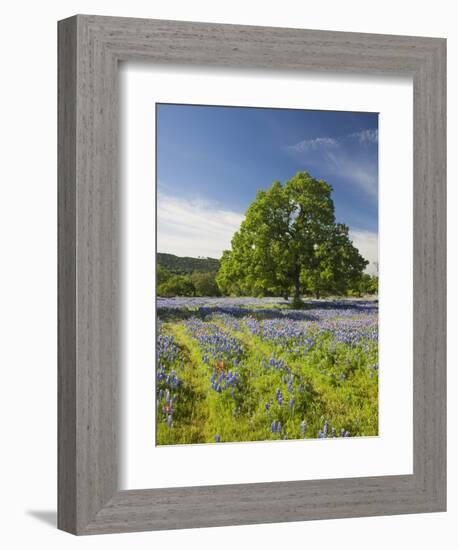 Lone Oak Standing in Field of Wildflowers with Tracks Leading by Tree, Texas Hill Country, Usa-Julie Eggers-Framed Photographic Print