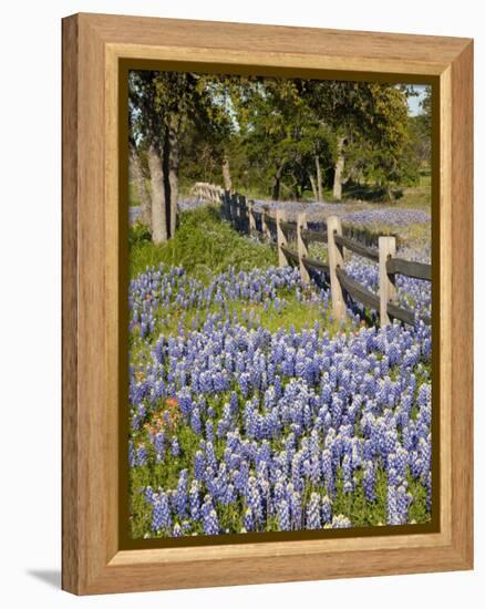 Lone Oak Tree Along Fence Line With Spring Bluebonnets, Texas, USA-Julie Eggers-Framed Premier Image Canvas