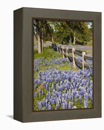 Lone Oak Tree Along Fence Line With Spring Bluebonnets, Texas, USA-Julie Eggers-Framed Premier Image Canvas