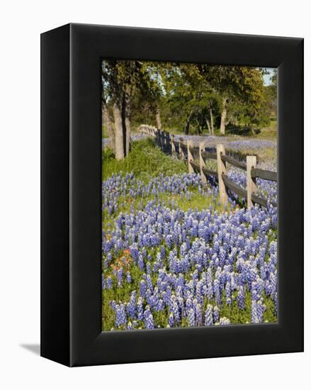 Lone Oak Tree Along Fence Line With Spring Bluebonnets, Texas, USA-Julie Eggers-Framed Premier Image Canvas