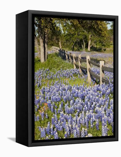 Lone Oak Tree Along Fence Line With Spring Bluebonnets, Texas, USA-Julie Eggers-Framed Premier Image Canvas