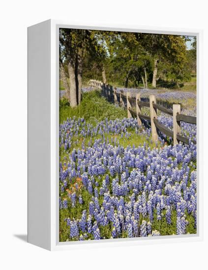 Lone Oak Tree Along Fence Line With Spring Bluebonnets, Texas, USA-Julie Eggers-Framed Premier Image Canvas