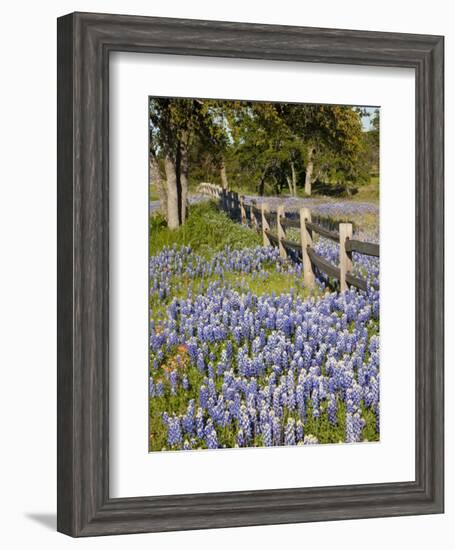 Lone Oak Tree Along Fence Line With Spring Bluebonnets, Texas, USA-Julie Eggers-Framed Photographic Print