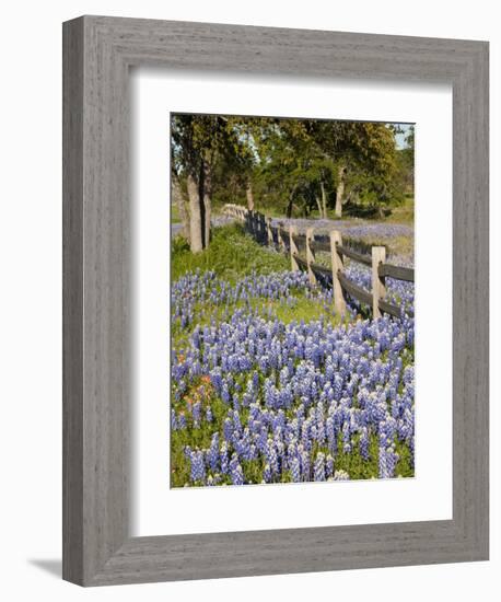 Lone Oak Tree Along Fence Line With Spring Bluebonnets, Texas, USA-Julie Eggers-Framed Photographic Print