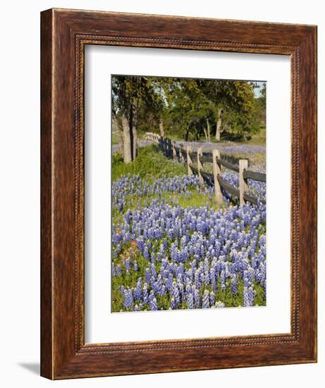 Lone Oak Tree Along Fence Line With Spring Bluebonnets, Texas, USA-Julie Eggers-Framed Photographic Print