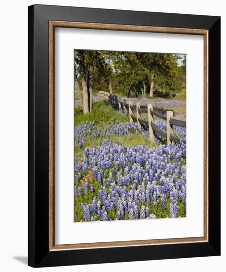 Lone Oak Tree Along Fence Line With Spring Bluebonnets, Texas, USA-Julie Eggers-Framed Photographic Print