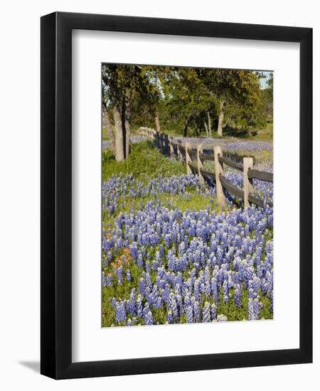 Lone Oak Tree Along Fence Line With Spring Bluebonnets, Texas, USA-Julie Eggers-Framed Photographic Print