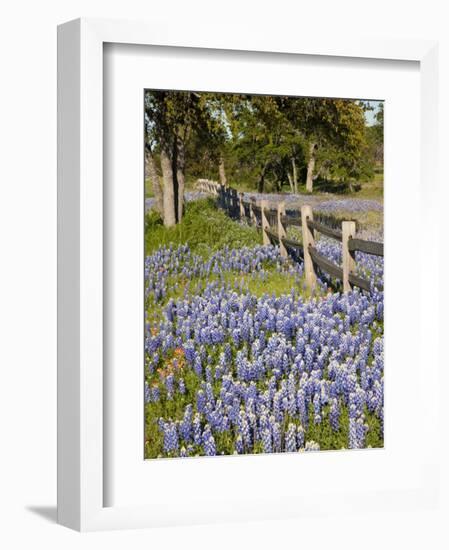 Lone Oak Tree Along Fence Line With Spring Bluebonnets, Texas, USA-Julie Eggers-Framed Photographic Print