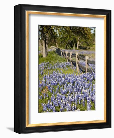 Lone Oak Tree Along Fence Line With Spring Bluebonnets, Texas, USA-Julie Eggers-Framed Photographic Print