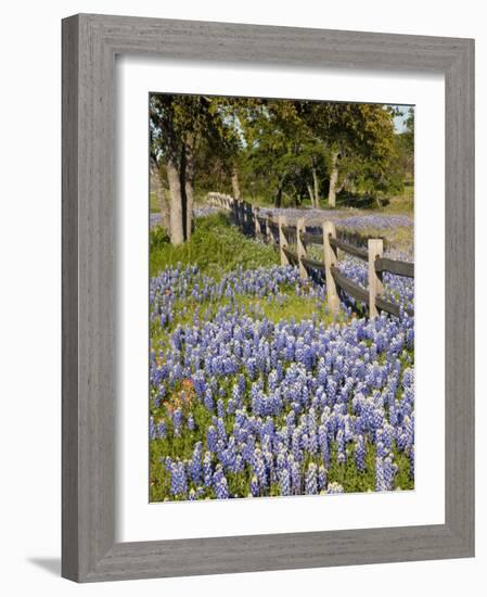 Lone Oak Tree Along Fence Line With Spring Bluebonnets, Texas, USA-Julie Eggers-Framed Photographic Print