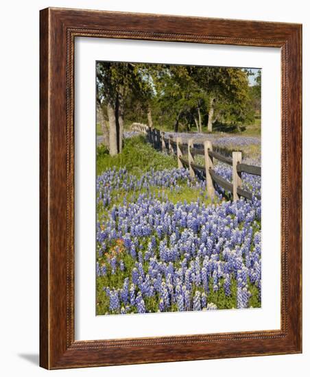 Lone Oak Tree Along Fence Line With Spring Bluebonnets, Texas, USA-Julie Eggers-Framed Photographic Print