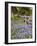 Lone Oak Tree Along Fence Line With Spring Bluebonnets, Texas, USA-Julie Eggers-Framed Photographic Print