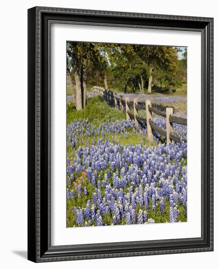 Lone Oak Tree Along Fence Line With Spring Bluebonnets, Texas, USA-Julie Eggers-Framed Photographic Print