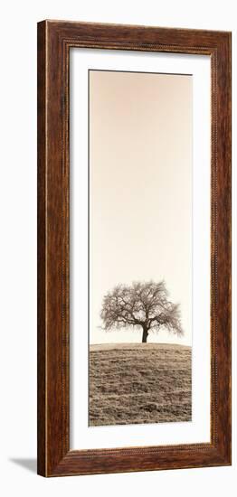 Lone Oak Tree-Alan Blaustein-Framed Photographic Print