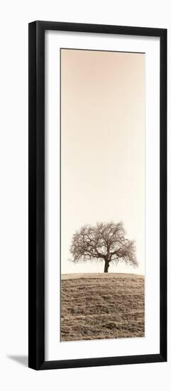 Lone Oak Tree-Alan Blaustein-Framed Photographic Print