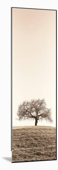 Lone Oak Tree-Alan Blaustein-Mounted Photographic Print