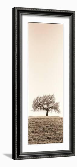 Lone Oak Tree-Alan Blaustein-Framed Photographic Print