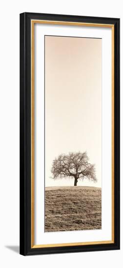 Lone Oak Tree-Alan Blaustein-Framed Photographic Print