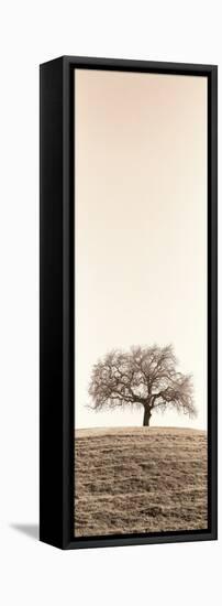 Lone Oak Tree-Alan Blaustein-Framed Stretched Canvas