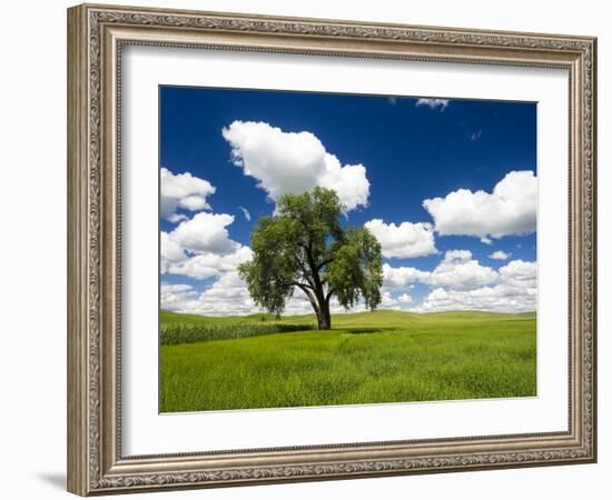 Lone old oak tree in wheat field-Terry Eggers-Framed Photographic Print