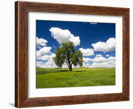 Lone old oak tree in wheat field-Terry Eggers-Framed Photographic Print