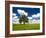 Lone old oak tree in wheat field-Terry Eggers-Framed Photographic Print