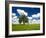 Lone old oak tree in wheat field-Terry Eggers-Framed Photographic Print