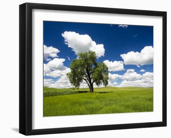 Lone old oak tree in wheat field-Terry Eggers-Framed Photographic Print